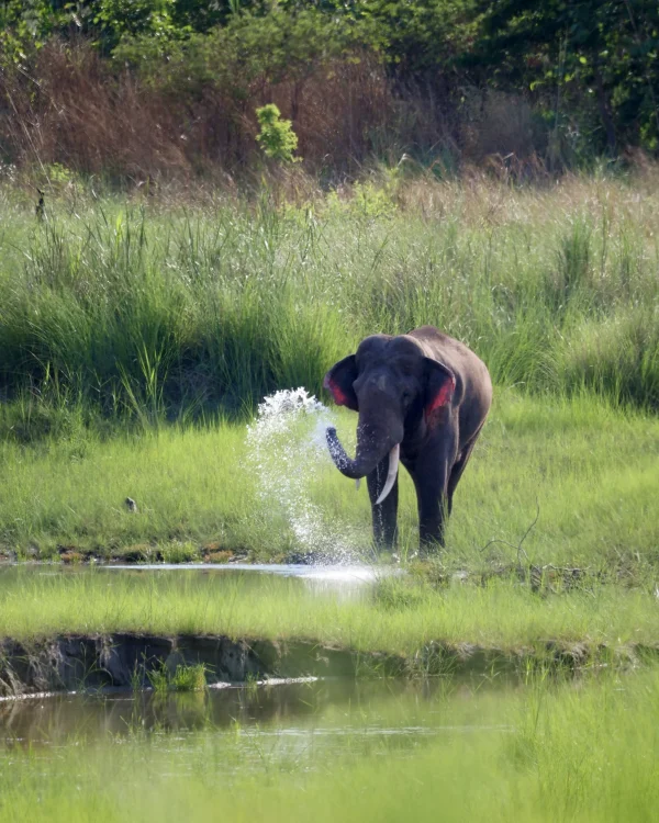 jakie-zwierzeta-zyja-w-bardia-bardiya-park-narodowy-nepal-safari-dzikie-zwierzeta-natura-fauna-flora-ptaki-dzikie-slonie-tygrsy-travelbymonkey-wildlife-przewodnik-fotografia Dziki słoń indyjski tryskający wodą podczas kąpieli w Parku Narodowym Bardia w Nepalu obserwowany w trakcie jeep safari