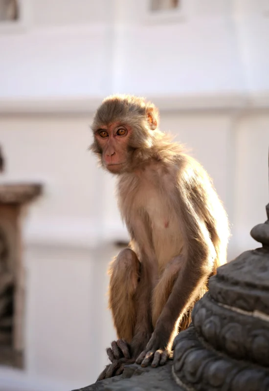 mapla-w-monkey-temple-Swayambhu-katmandu-nepal-dzika-przyroda-natura-przewodnik-co-zobaczyc-travelbymonkey Małpa odpoczywająca na stupie w buddyjskim kompleksie Monkey Temple świątyni Swayambhunath w Katmandu