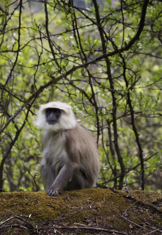 nepal-gray-langur-srebrzysty-malpy-w-dolinie-langtang-zwierzeta-dzika-przyroda-travelbymonkey-blog langur szary