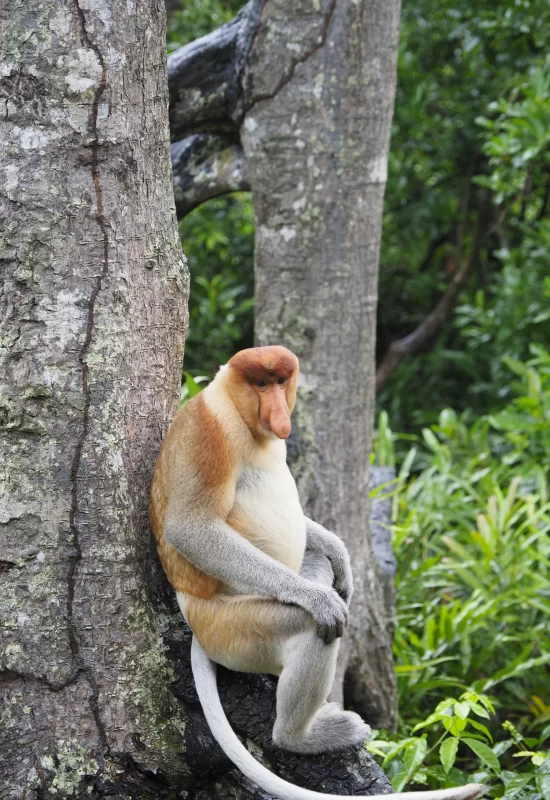 samiec-nosacza-sundajskiego-w-sanktuarium-na-borneo Samiec małpy nosacza sundajskiego oparty o drzewo na platformie B w sanktuarium Labuk Bay